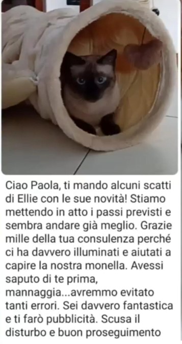Immagine14