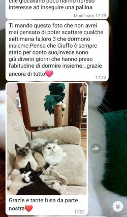 Immagine3
