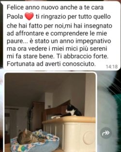 Immagine6